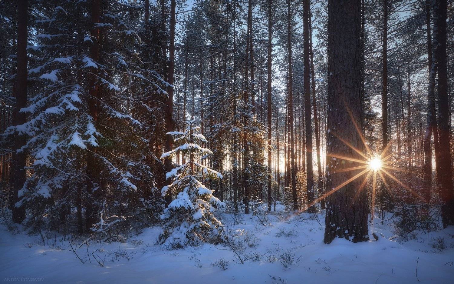 , Антон Кононов