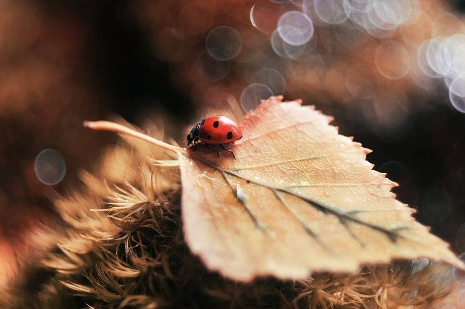 , Лапшина Владлена