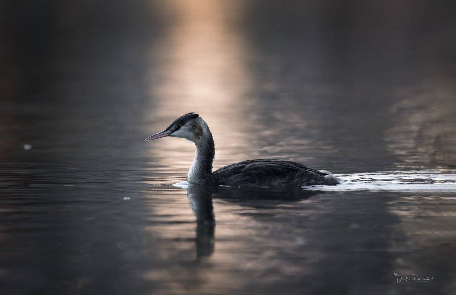 природа, лес, животные, птицы, Дмитрий Посевич
