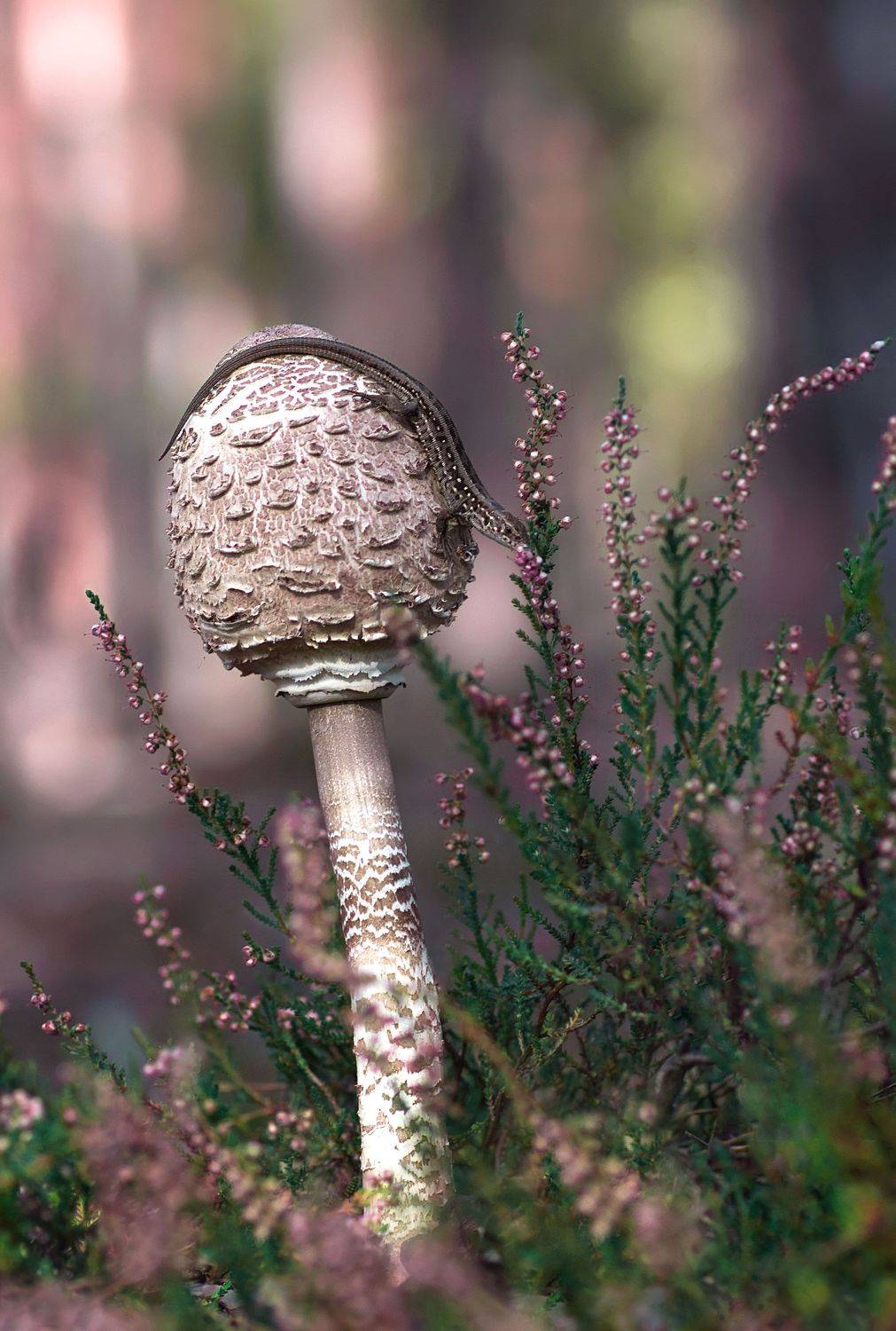 , Чернобай Анна