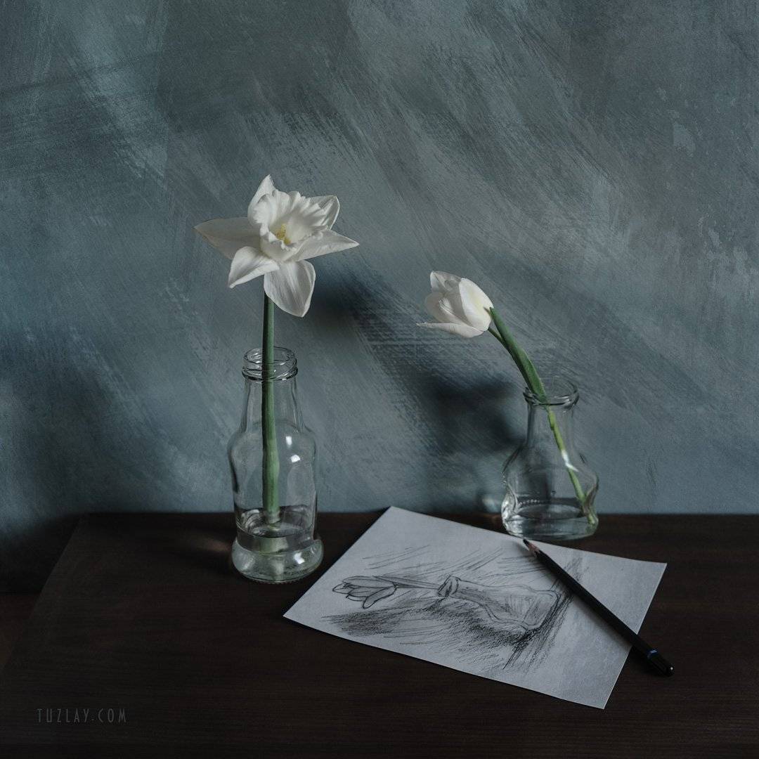 нарцисс, тюльпан, белый тюльпан, набросок, Владимир Тузлай