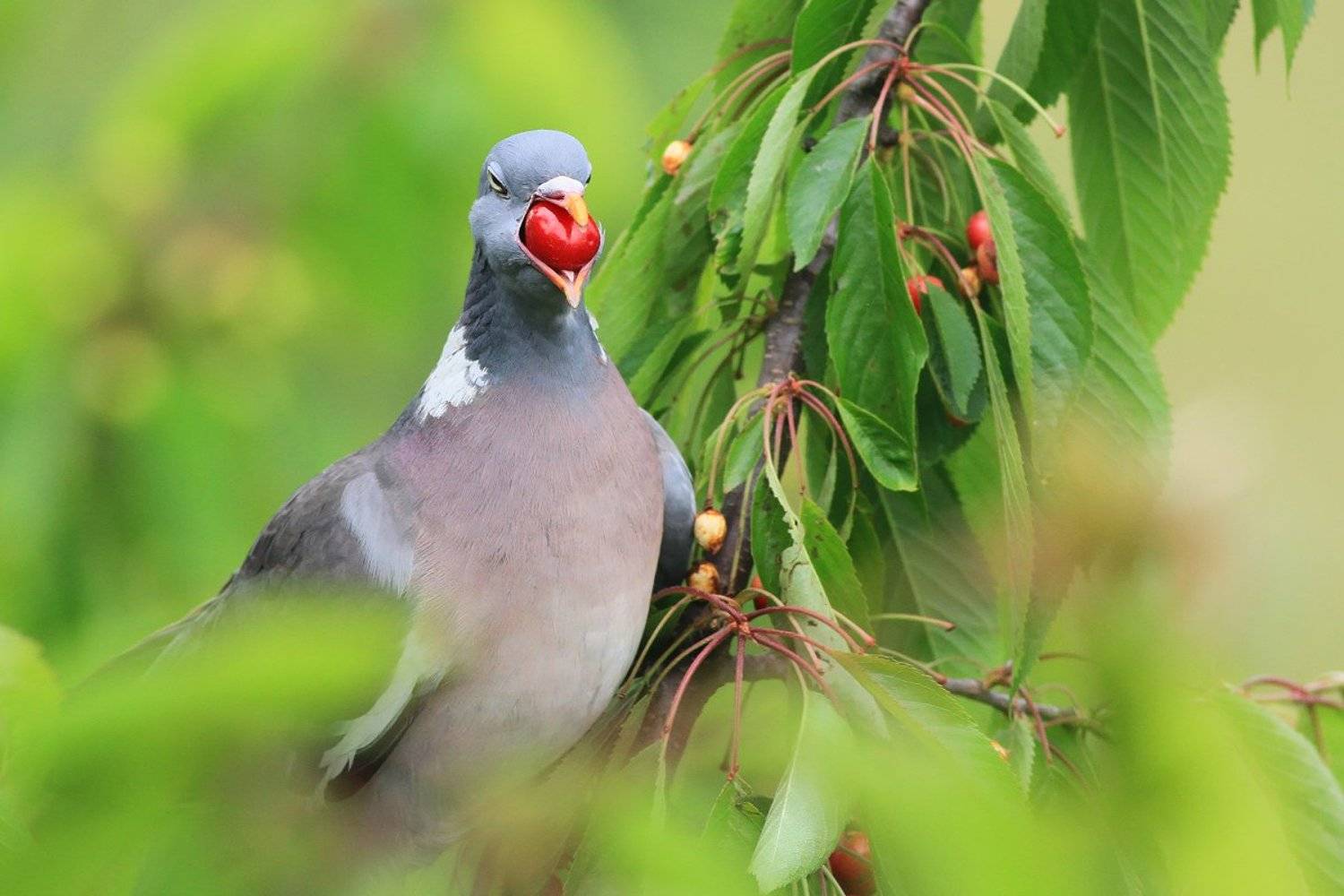 bird,wildlife,nature,dinner,tree,color,funny,scene,pigeon,birds,wild,beauty,green,cherry,eating, Piotr G&oacute;rny
