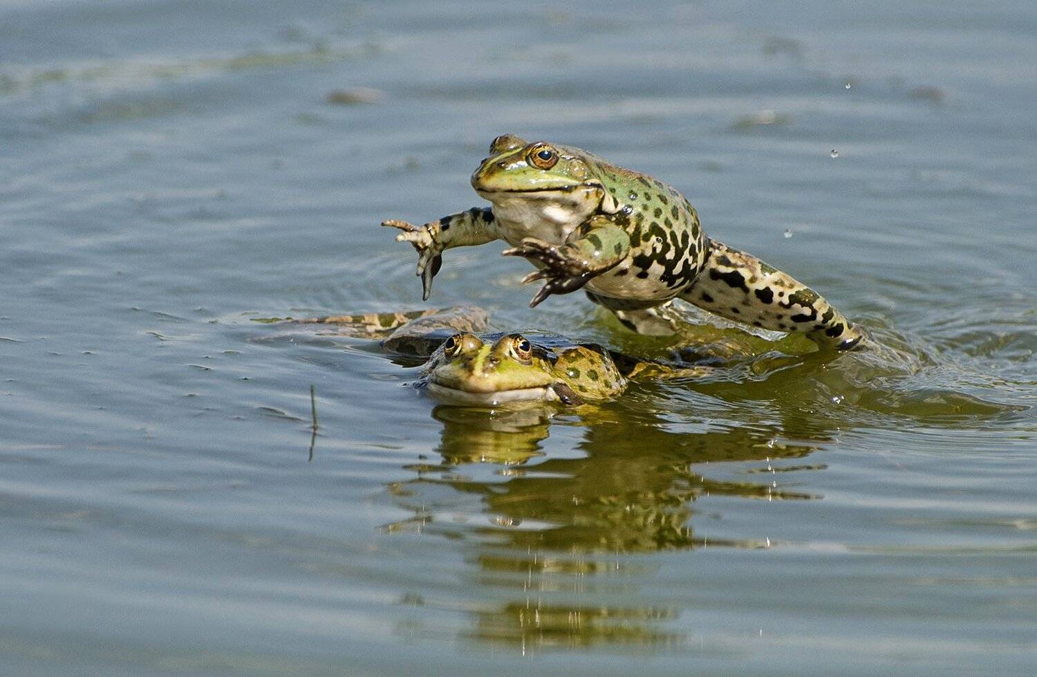 чехарда, лягушки, амфибии, земноводные, Михаил Агеев