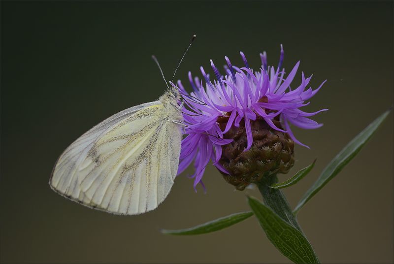 бабочка *** фото превью