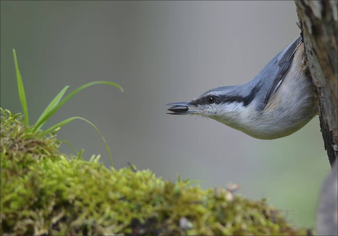 поползень, Андрей Медведев