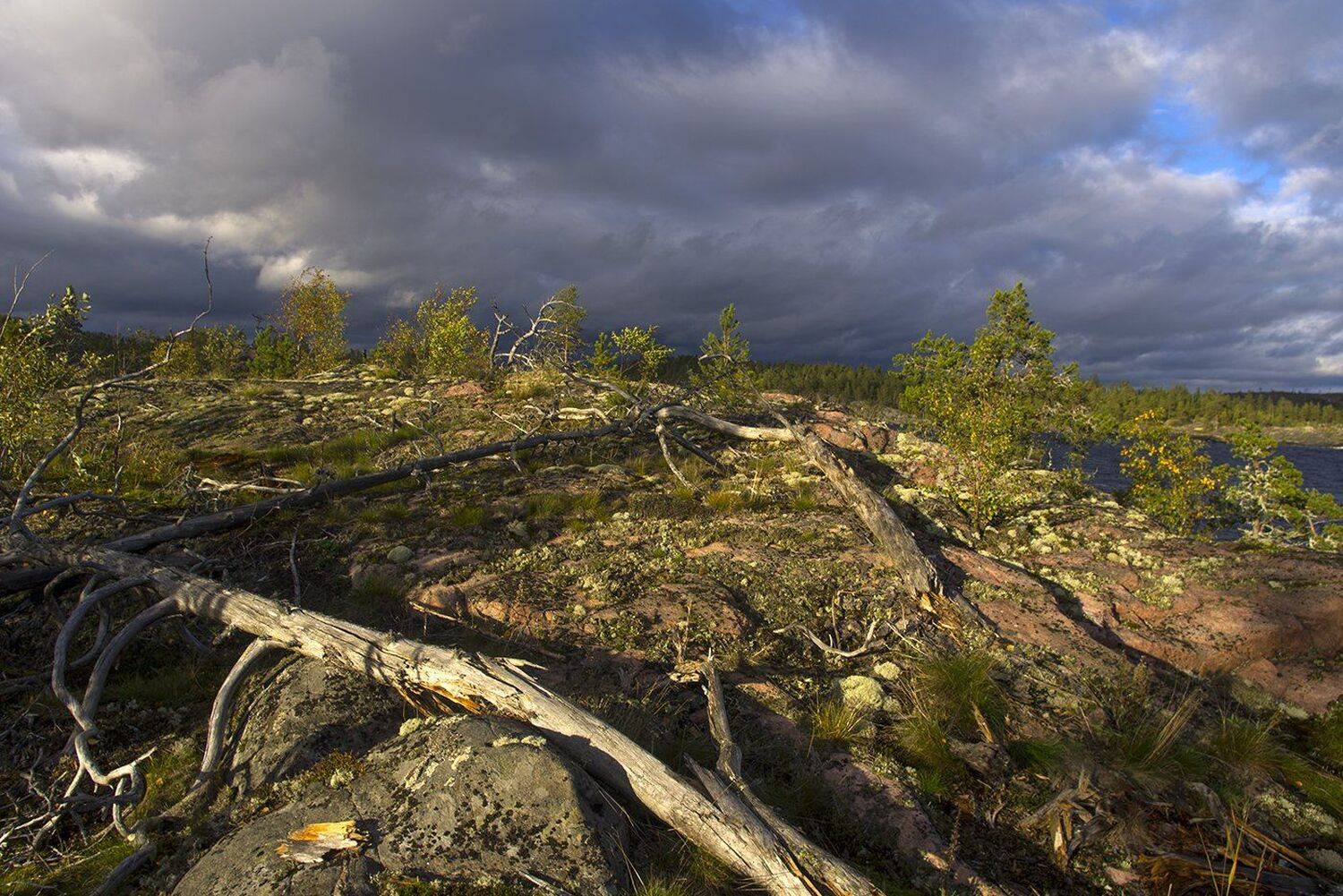 ладога, Виктор