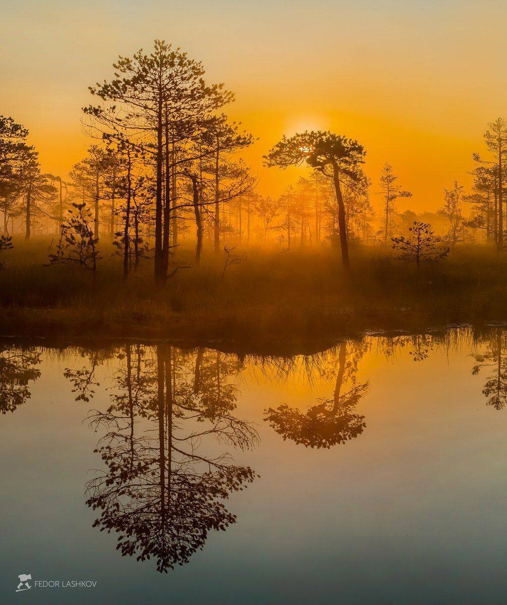 фототур, ленинградская область, деревья, сосна, болото, рассвет, туман, лето, солнце, оранжевый, отражение, озеро., Лашков Фёдор