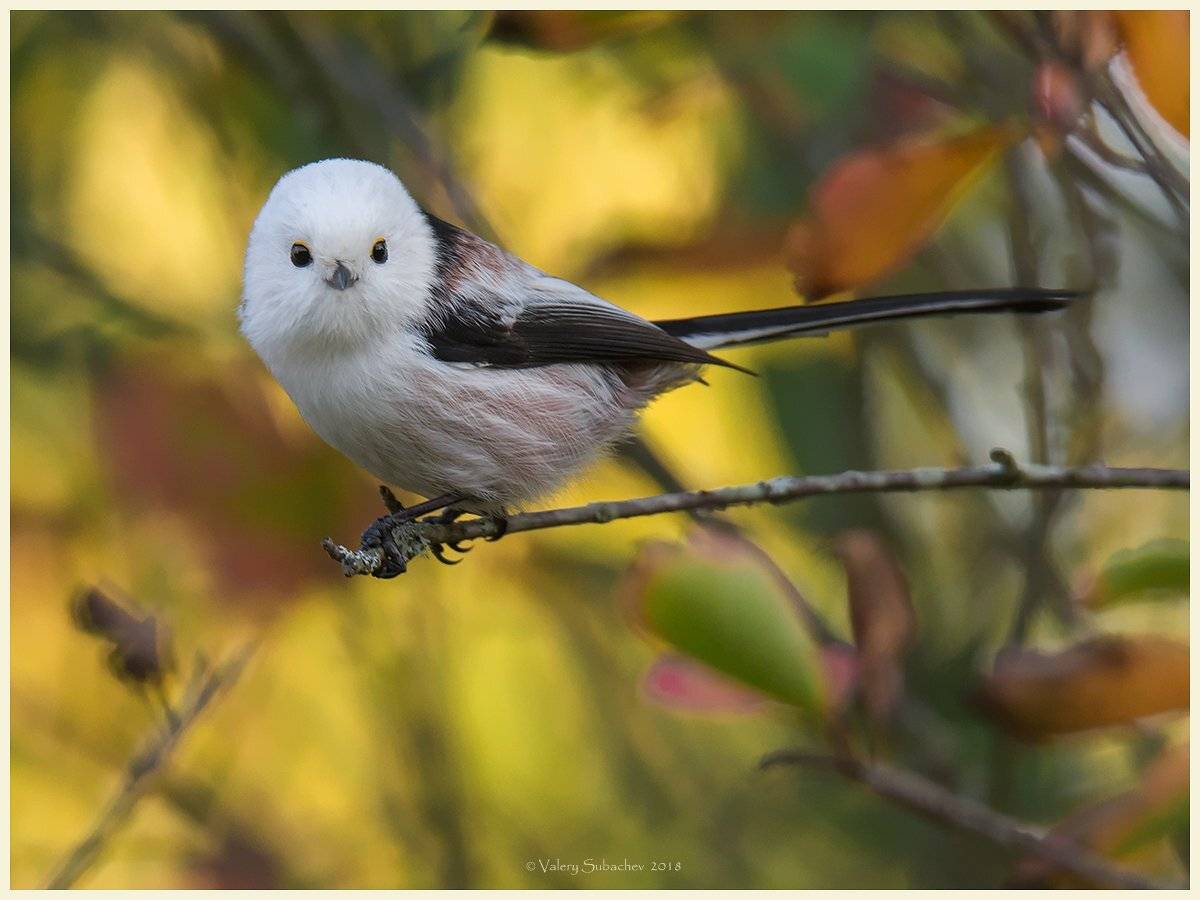, Валерий Субачев