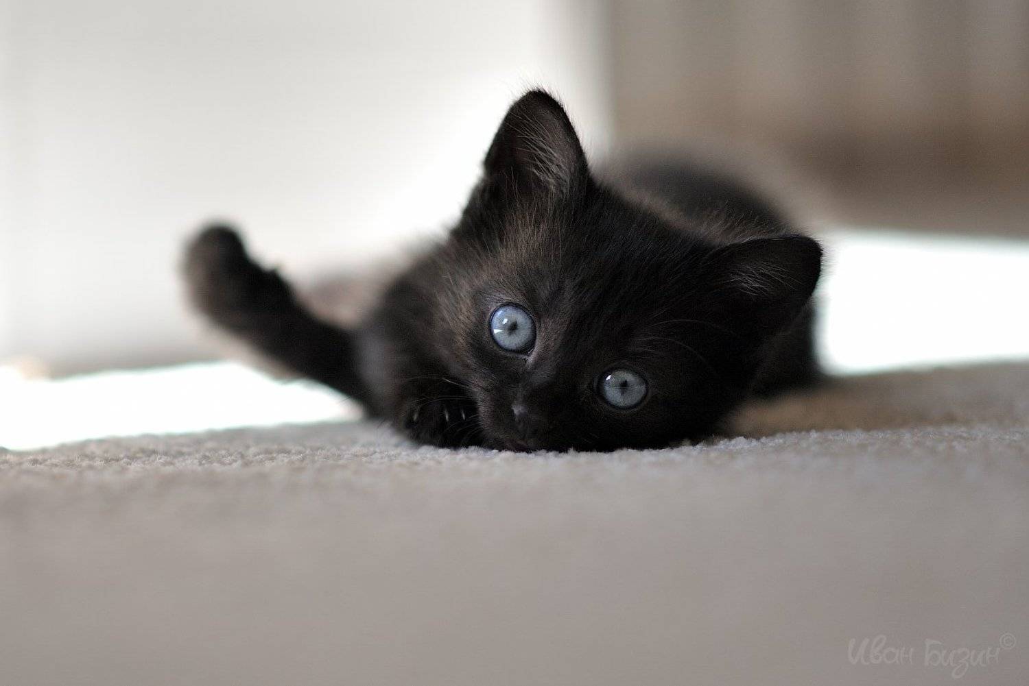 котёнок, Бизин Иван