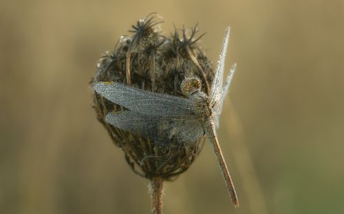В утренней росе