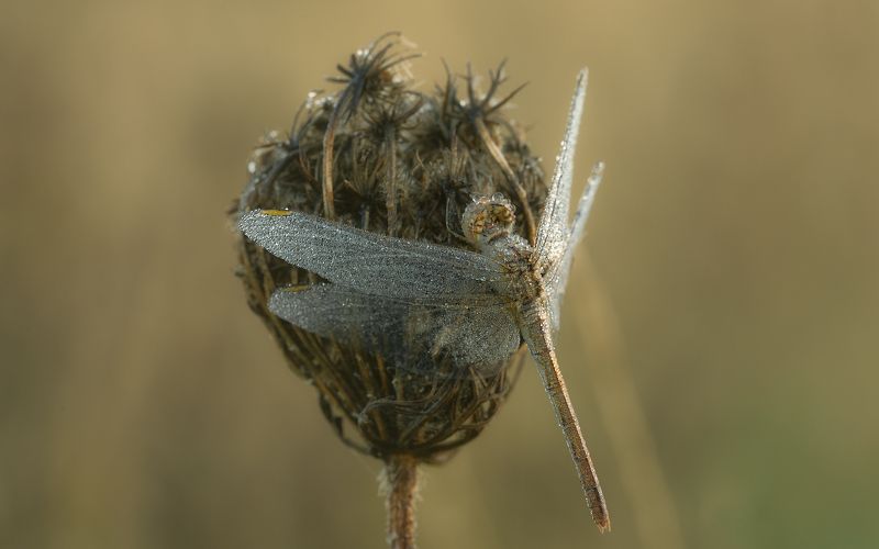 В утренней росе фото превью