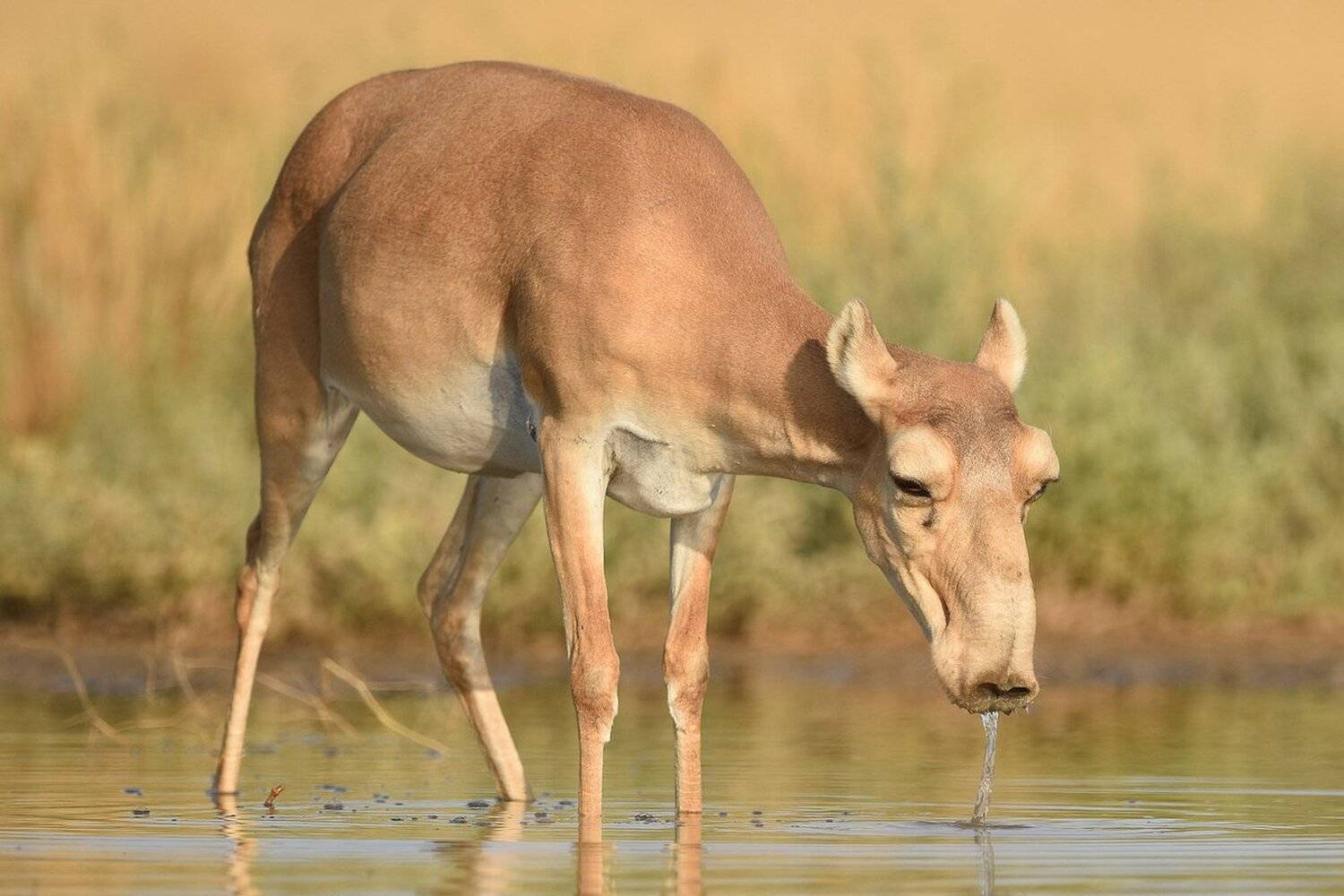 сайгак, Александр Маркелов
