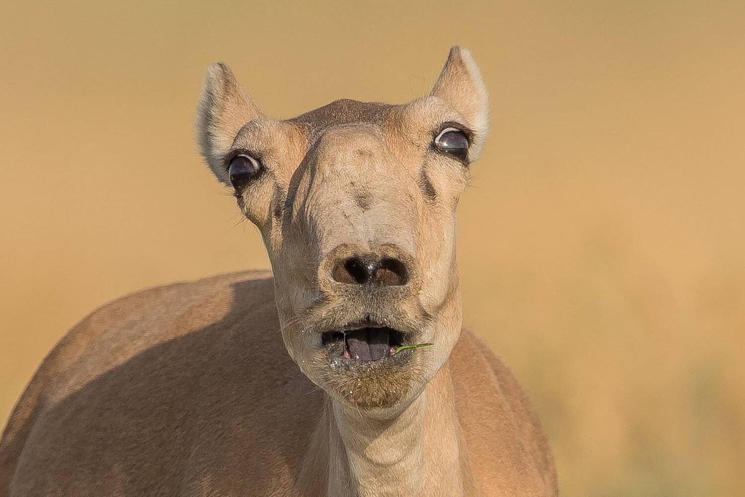сайгак, Александр Маркелов