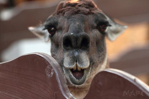 Красота страшная