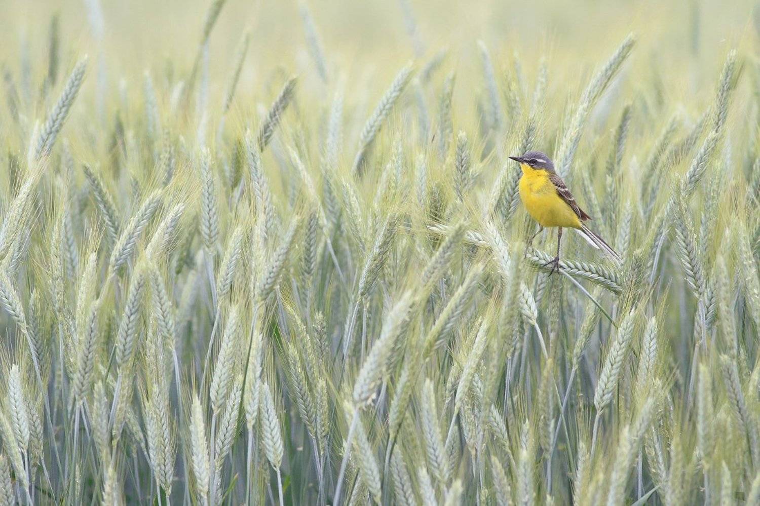 bird,wildlife,nature,field,yellow,color,beautiful,scene,songbird,birds,wild,beauty,green,summer, Piotr G&oacute;rny