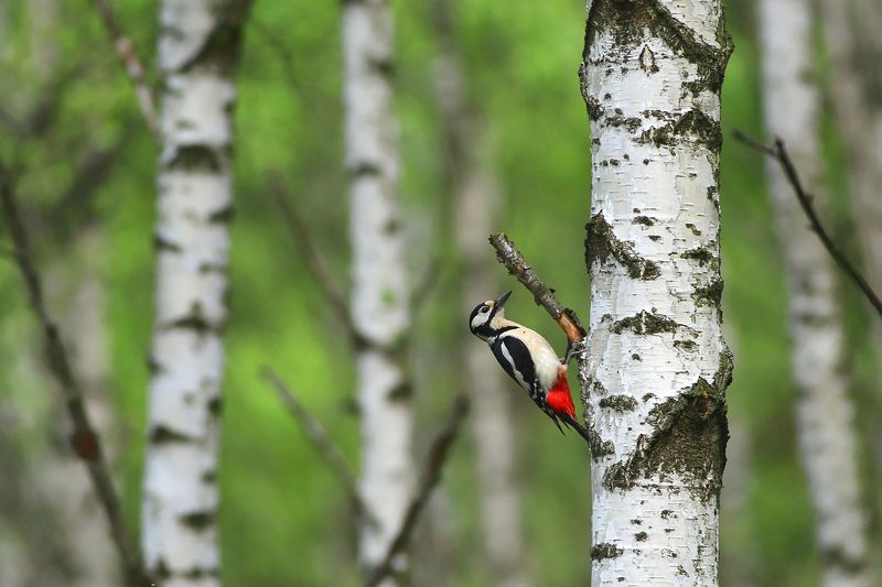 bird,wildlife,nature,tree,green,color,beautiful,scene,woods,scenery,birds,wild,beauty,forest,spring Great Spotted Woodpecker фото превью