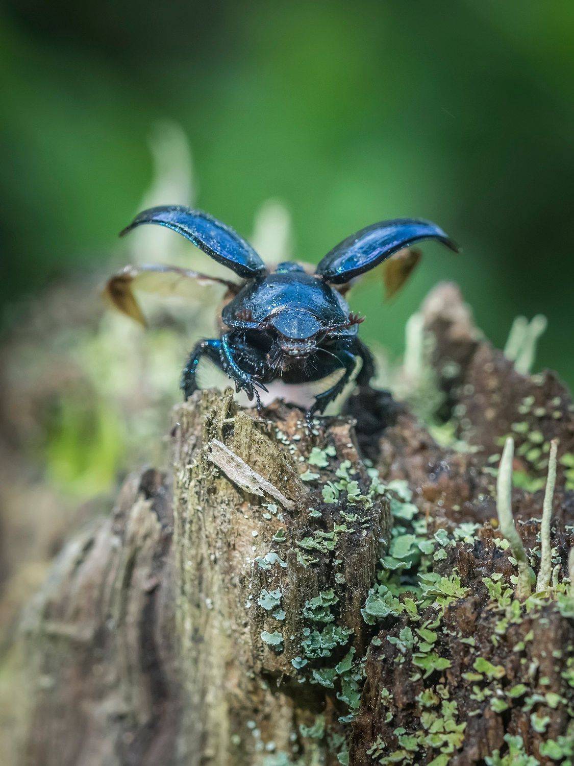 , Евгения Муравская