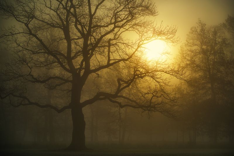 Осенние утро в парке. фото превью