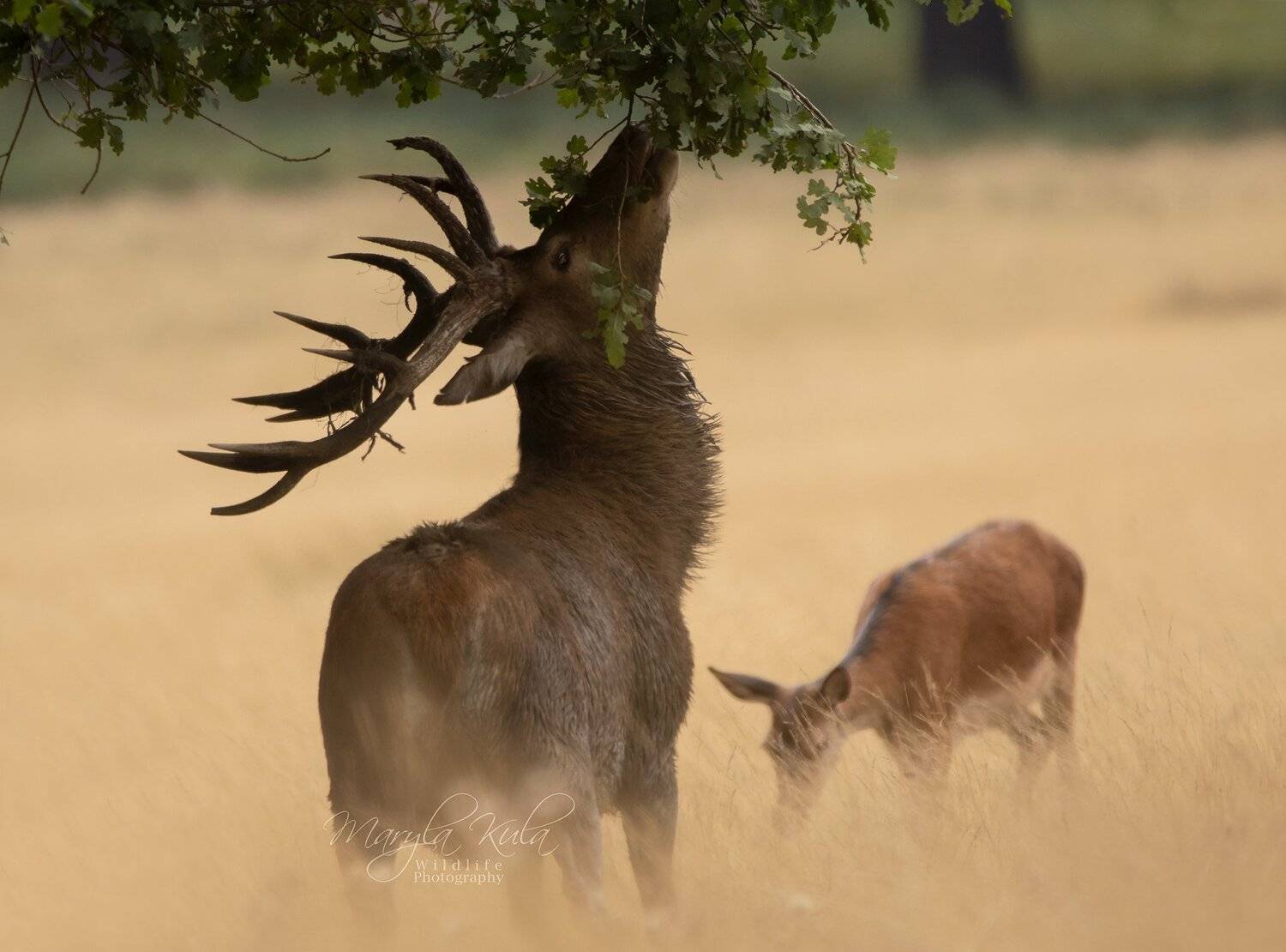 red deer, deer, nature, wildlife, woods, water, bracken,, MARIA KULA