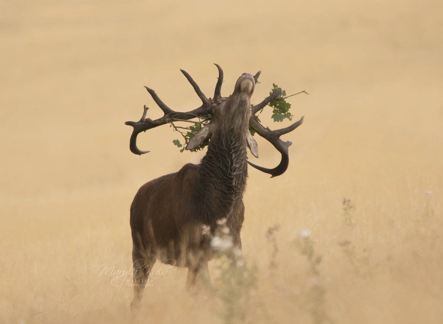 red deer, deer, nature, wildlife, woods, water, bracken,, MARIA KULA