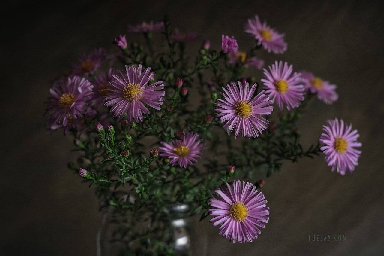 астры, кустовые астры, сентябринки, Владимир Тузлай