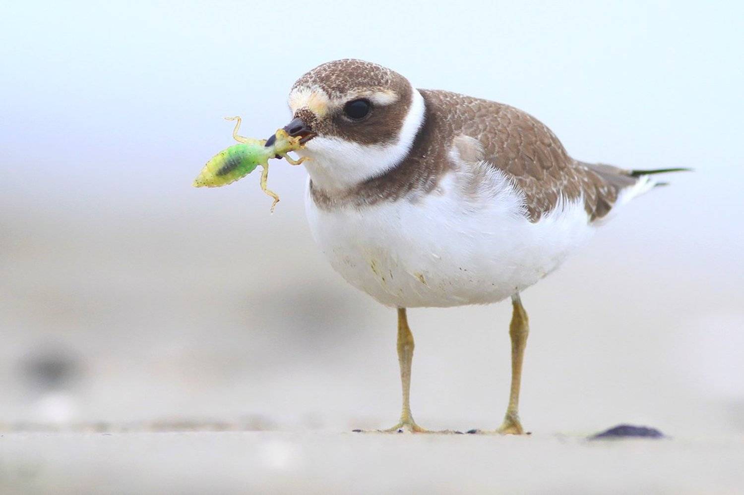 bird,wildlife,nature,dinner,beach,sand,color,funny,scene,birds,wild,beauty,green,eating, Piotr G&oacute;rny