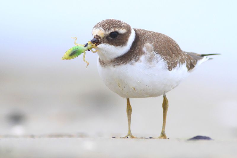 bird,wildlife,nature,dinner,beach,sand,color,funny,scene,birds,wild,beauty,green,eating Dragon Slayer фото превью