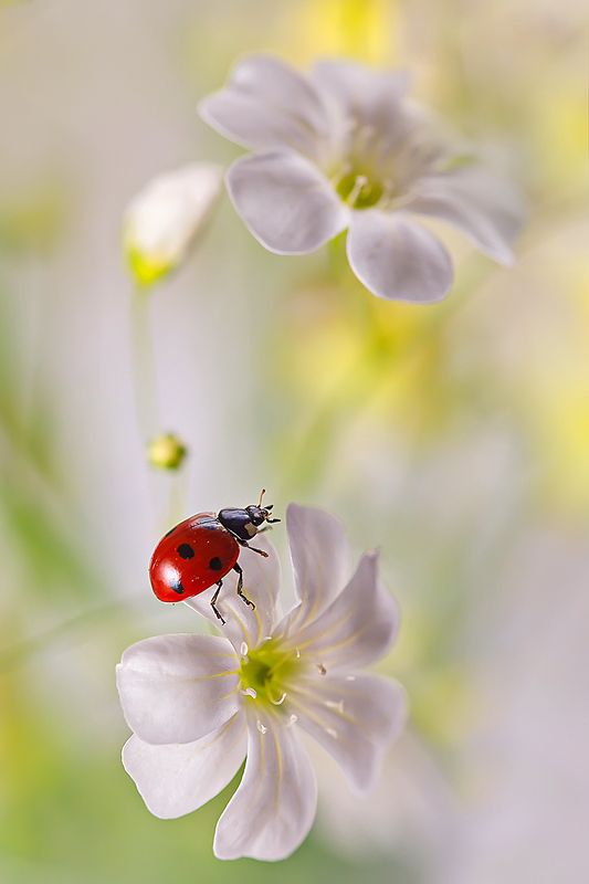 макро, насекомое, божья коровка, жук, природа, цветы Этюд в лимонных тонах фото превью
