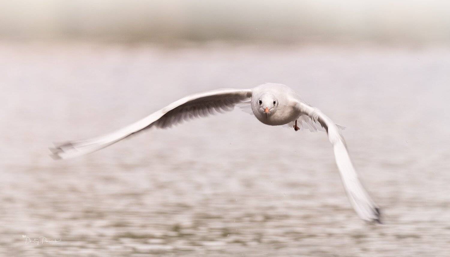 природа, лес, животные, птицы, Дмитрий Посевич