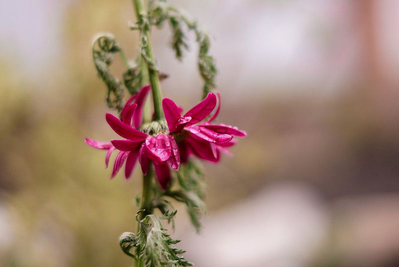 Дождь прошёл. фото превью