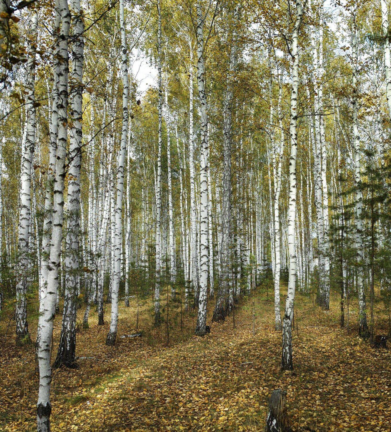 , Бусыгин Борис