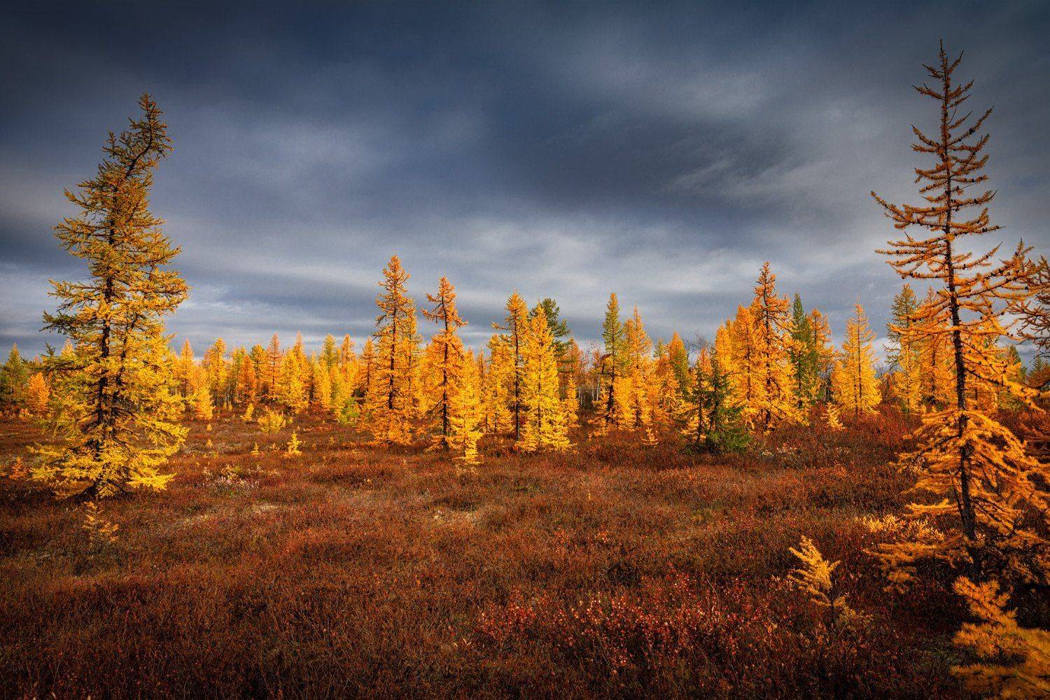 , Евгений Кужилев