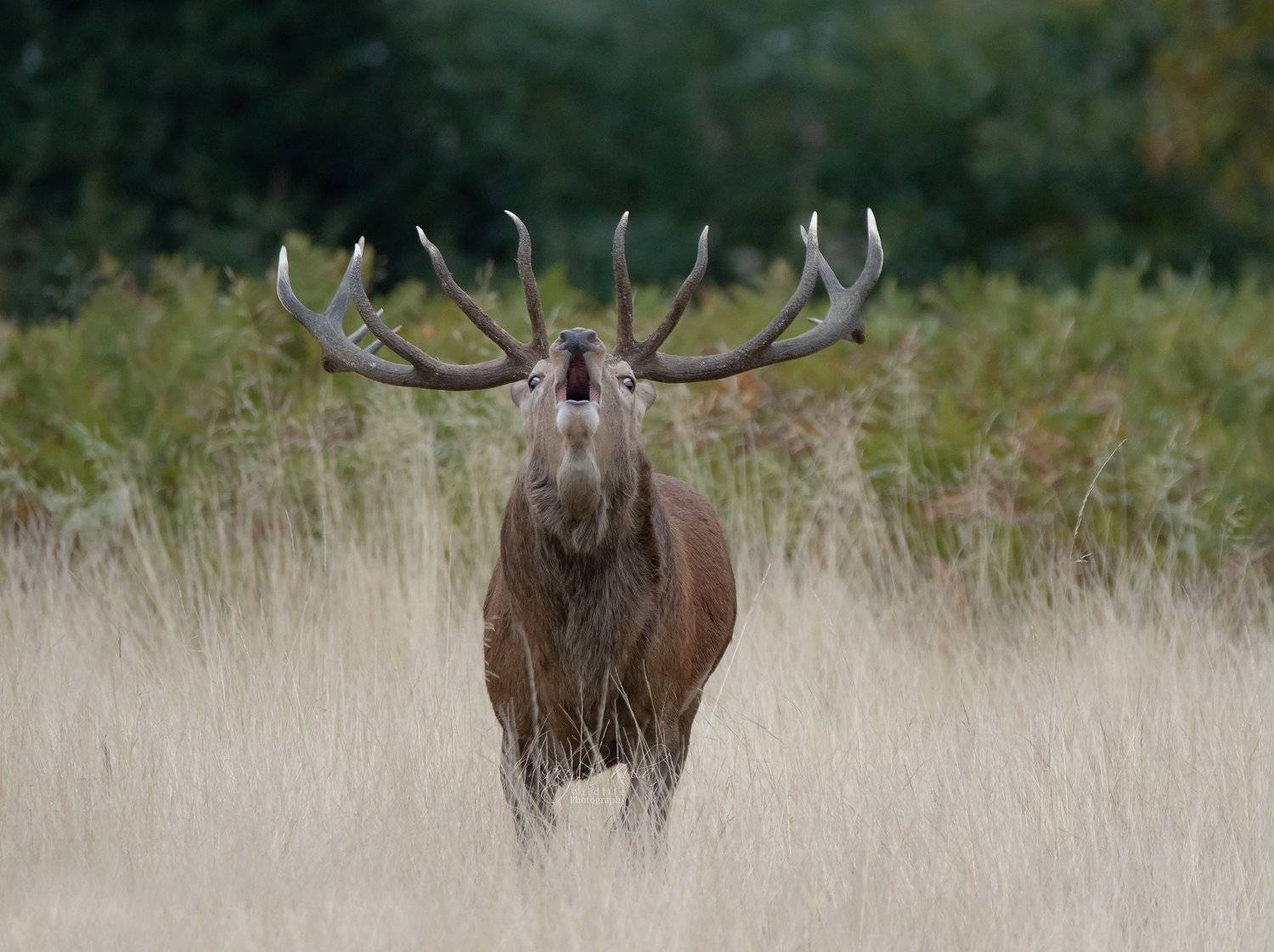 red deer, deer, nature, wildlife, woods, water, bracken,, MARIA KULA