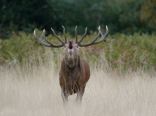 Red Deer Stag