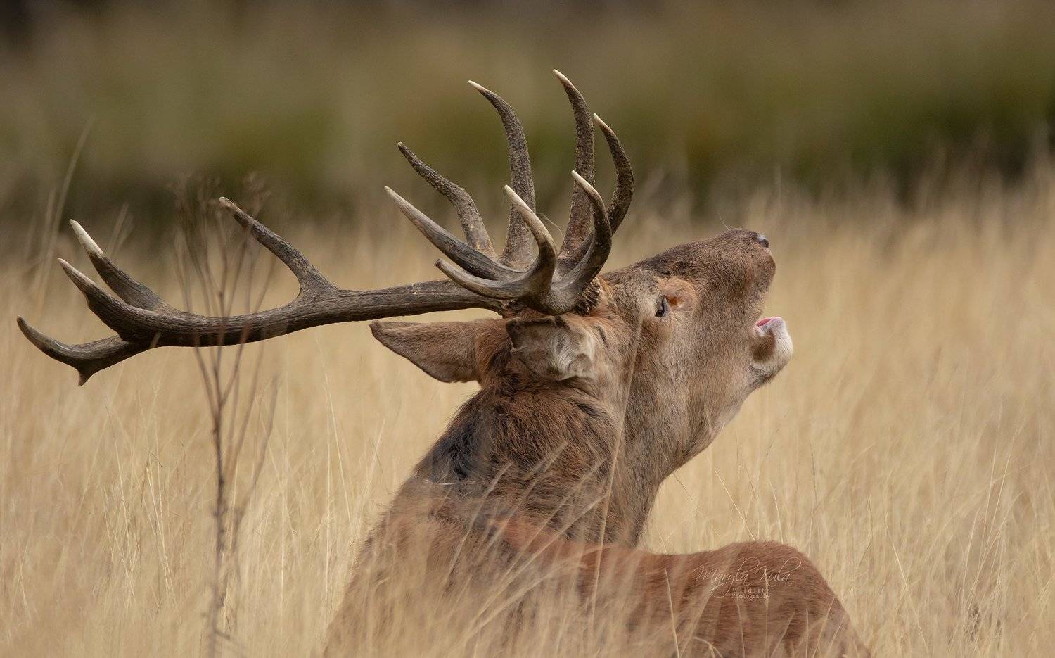 red deer, deer, nature, wildlife, woods, water, bracken,, MARIA KULA