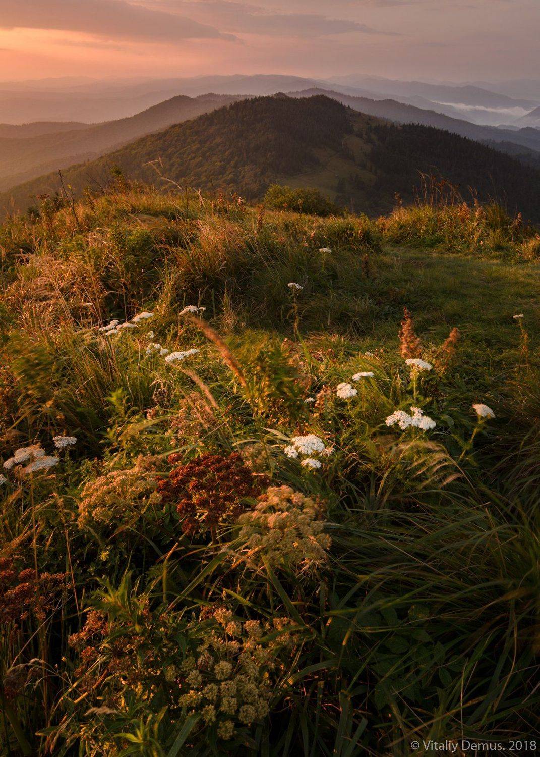 горы, лето, пейзаж, хребет, зеленый, лес, рассвет, боковой свет, утро, солнечный, карпаты, природа, широкий угол, Виталий Демус