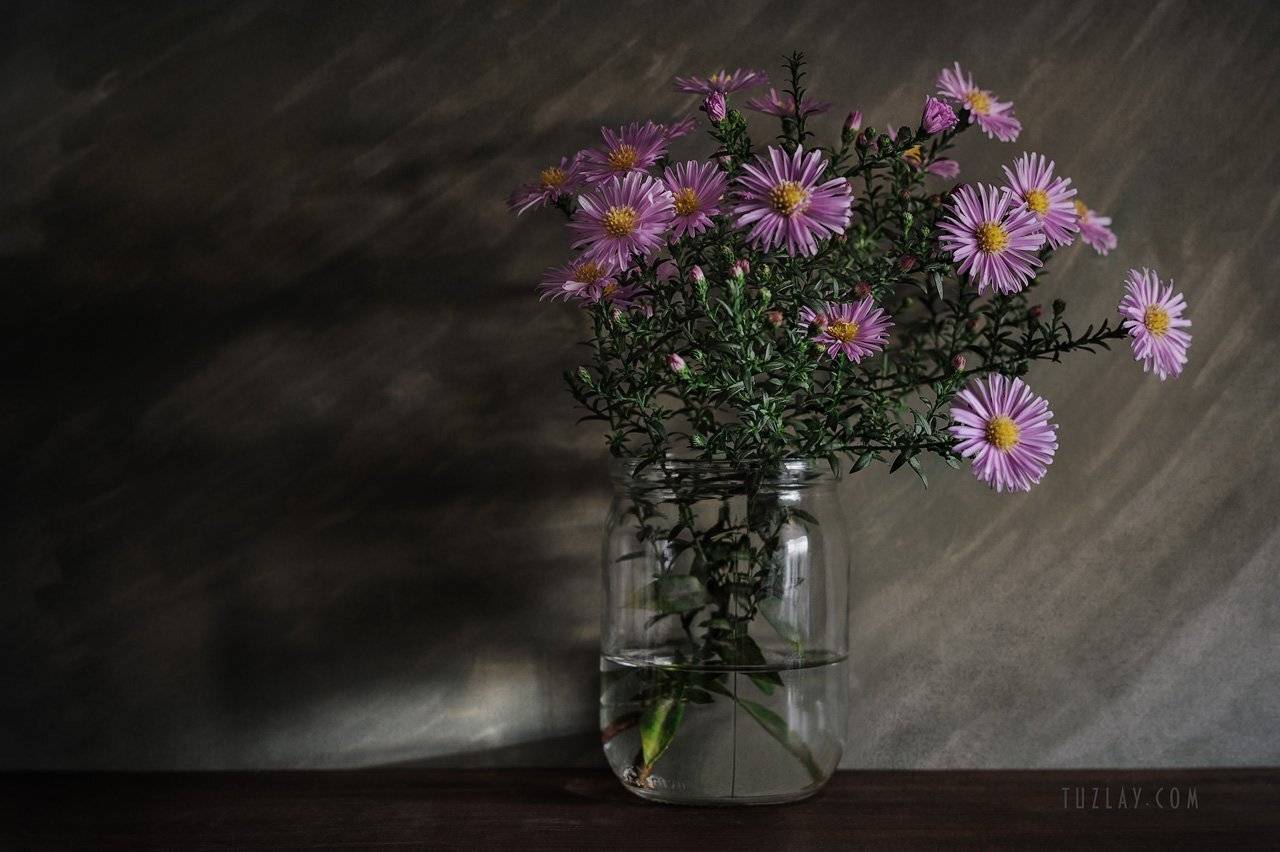 астры, кустовые астры, сентябринки, сентябрики, Владимир Тузлай