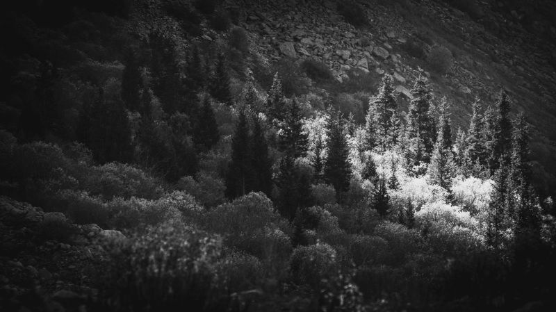 пейзаж, природа, горы, ели, лес, , свет, чернобелое Луч света фото превью