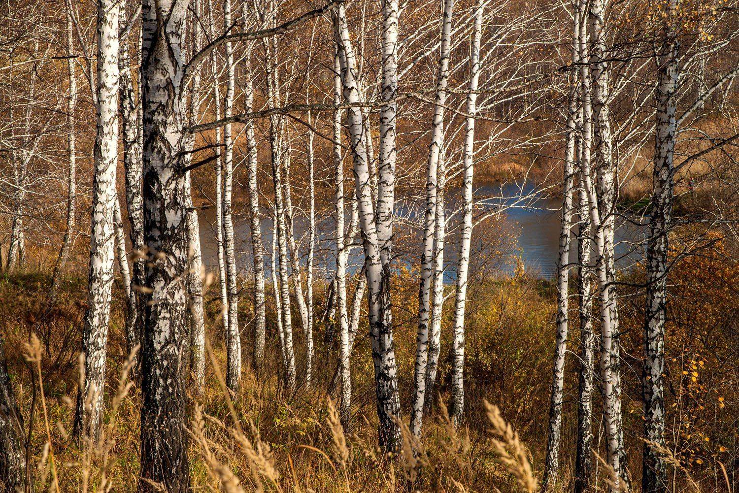 березы, лес, осень, пруд, солнечный, день, желтый, рыжий, голубой, Игорь Токарев