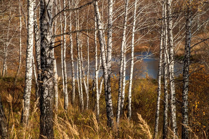березы, лес, осень, пруд, солнечный, день, желтый, рыжий, голубой Осенние березы фото превью