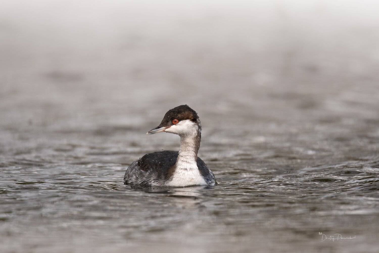 природа, лес, животные, птицы, Дмитрий Посевич