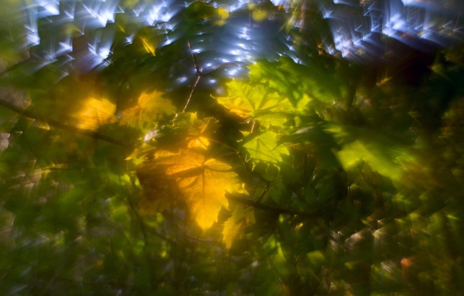 природа, осень, лес, беларусь, листя, Sixten ( Сергей )