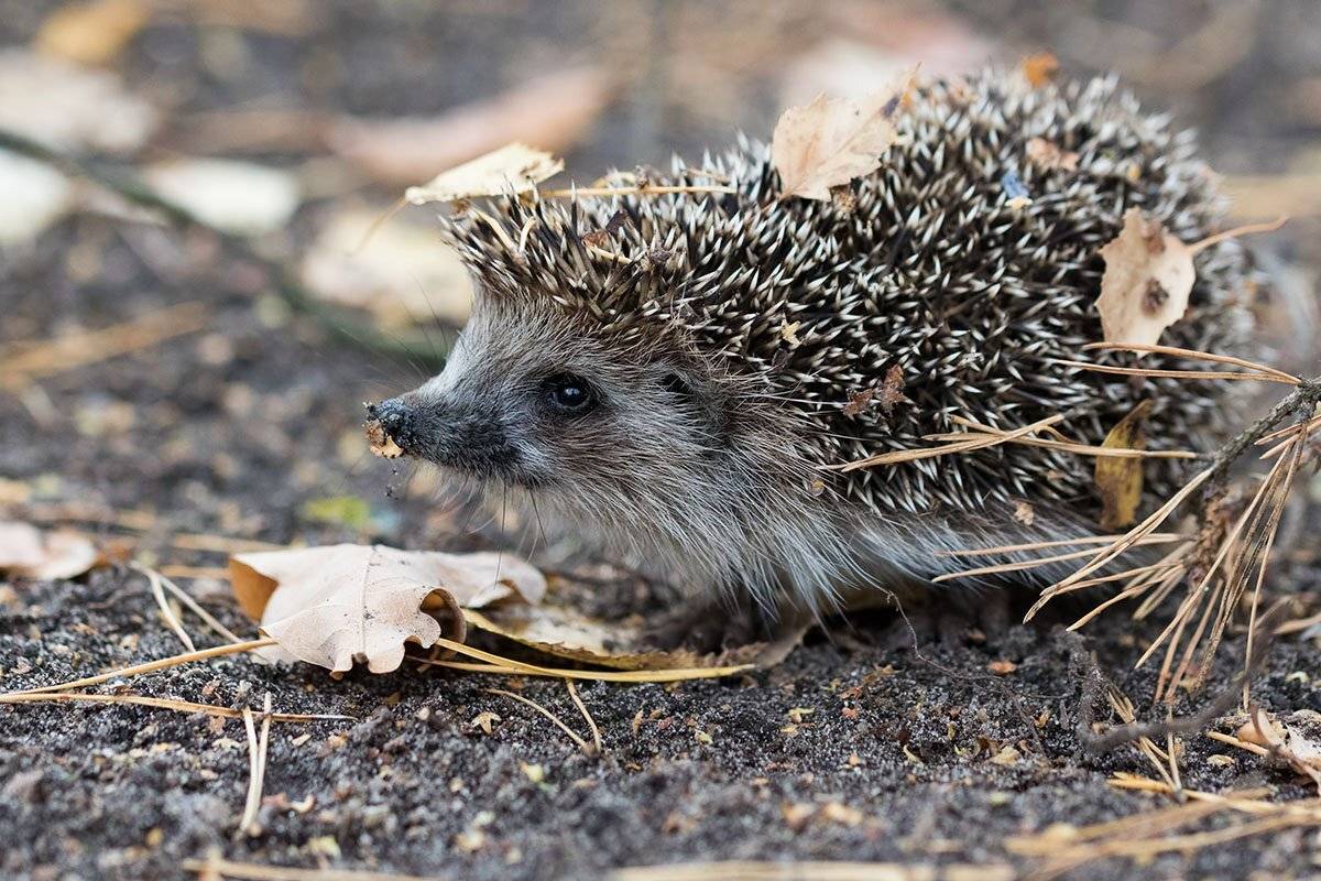 , Елена Давыдова