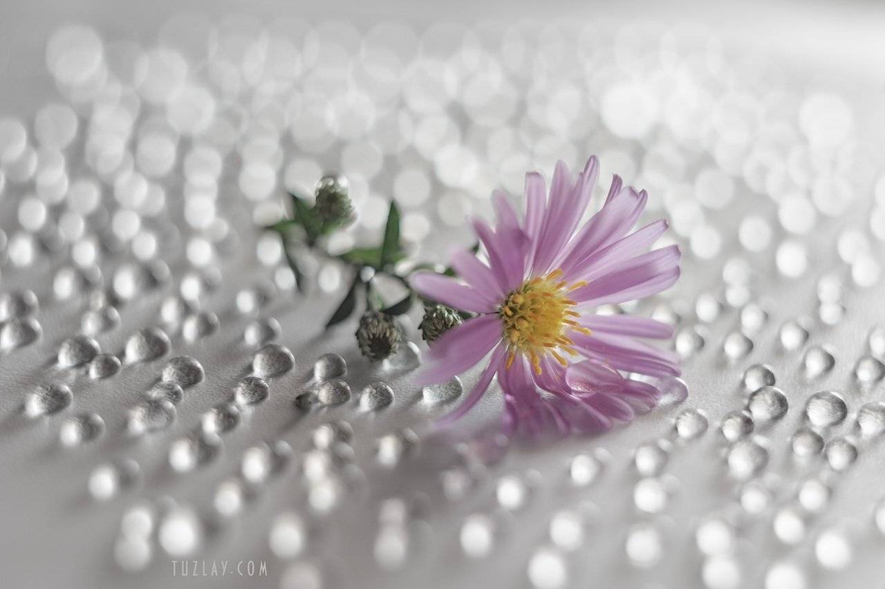 астра, софт фокус, гелиос 44-2, капельки, боке, Владимир Тузлай