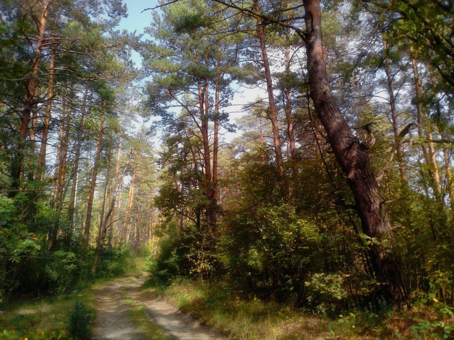 , александр