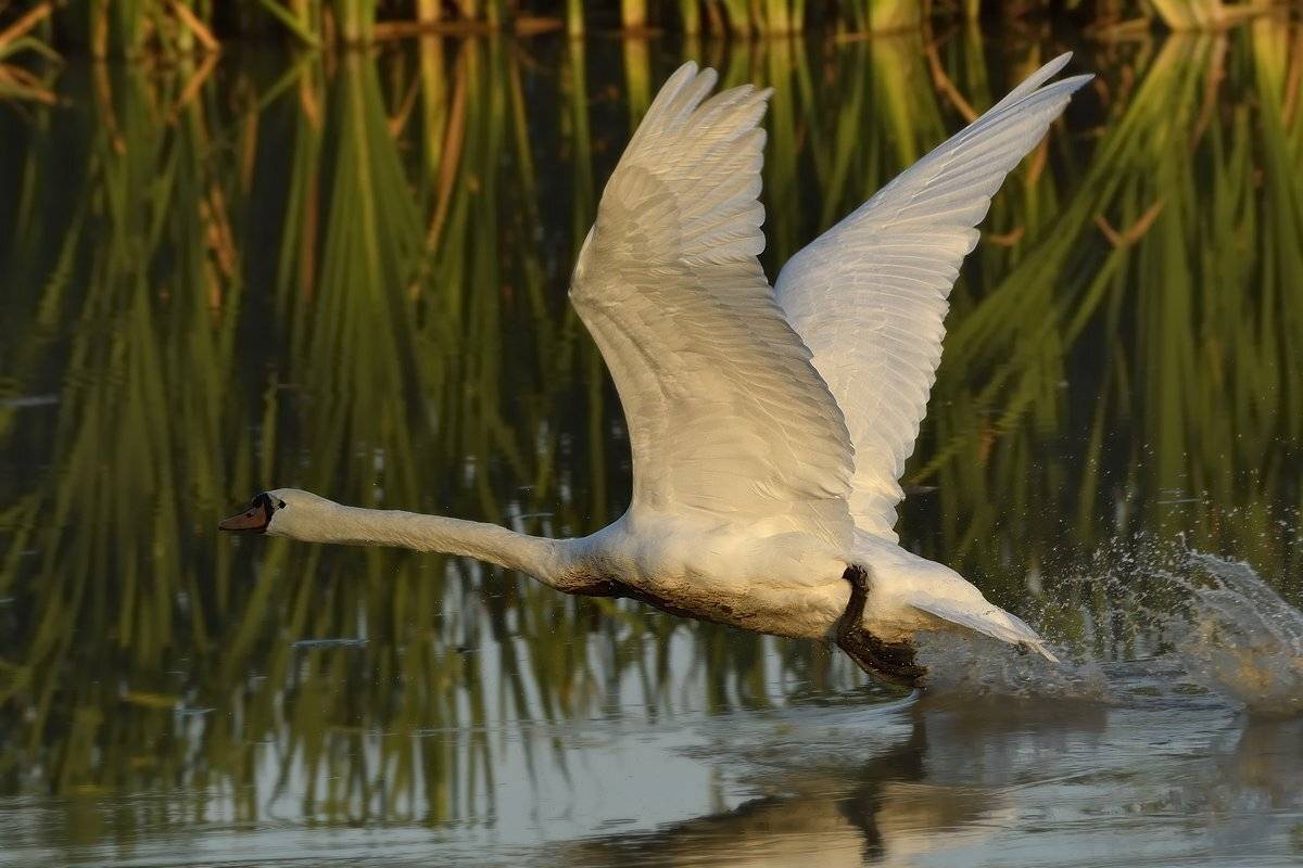 птицы birds, Jaroslav Mego