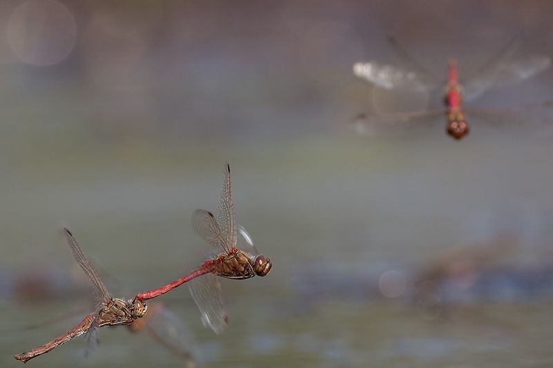 Стрекоза красная метальщица фото превью
