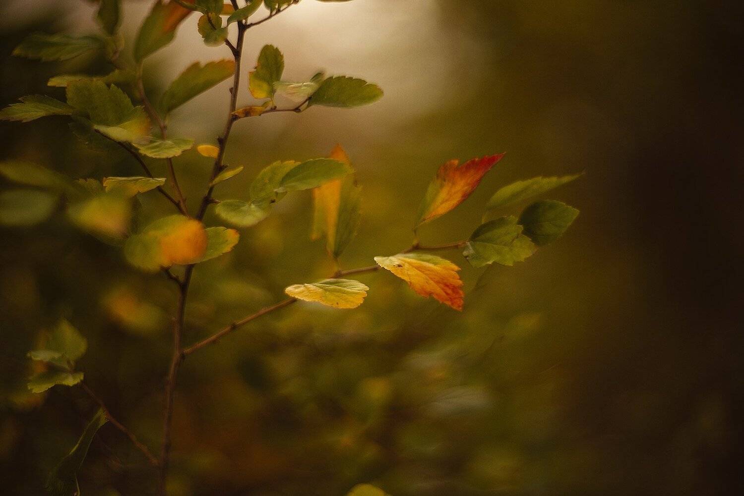 , Елена Горячева