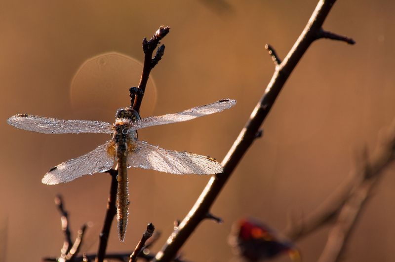 Стрекоза и восход солнца фото превью