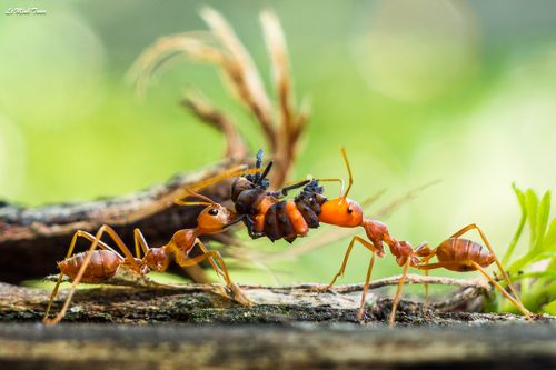 Sharing the food